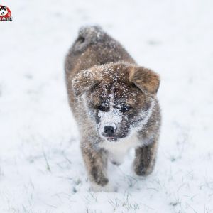 DSC 0978 kopia (Copy)